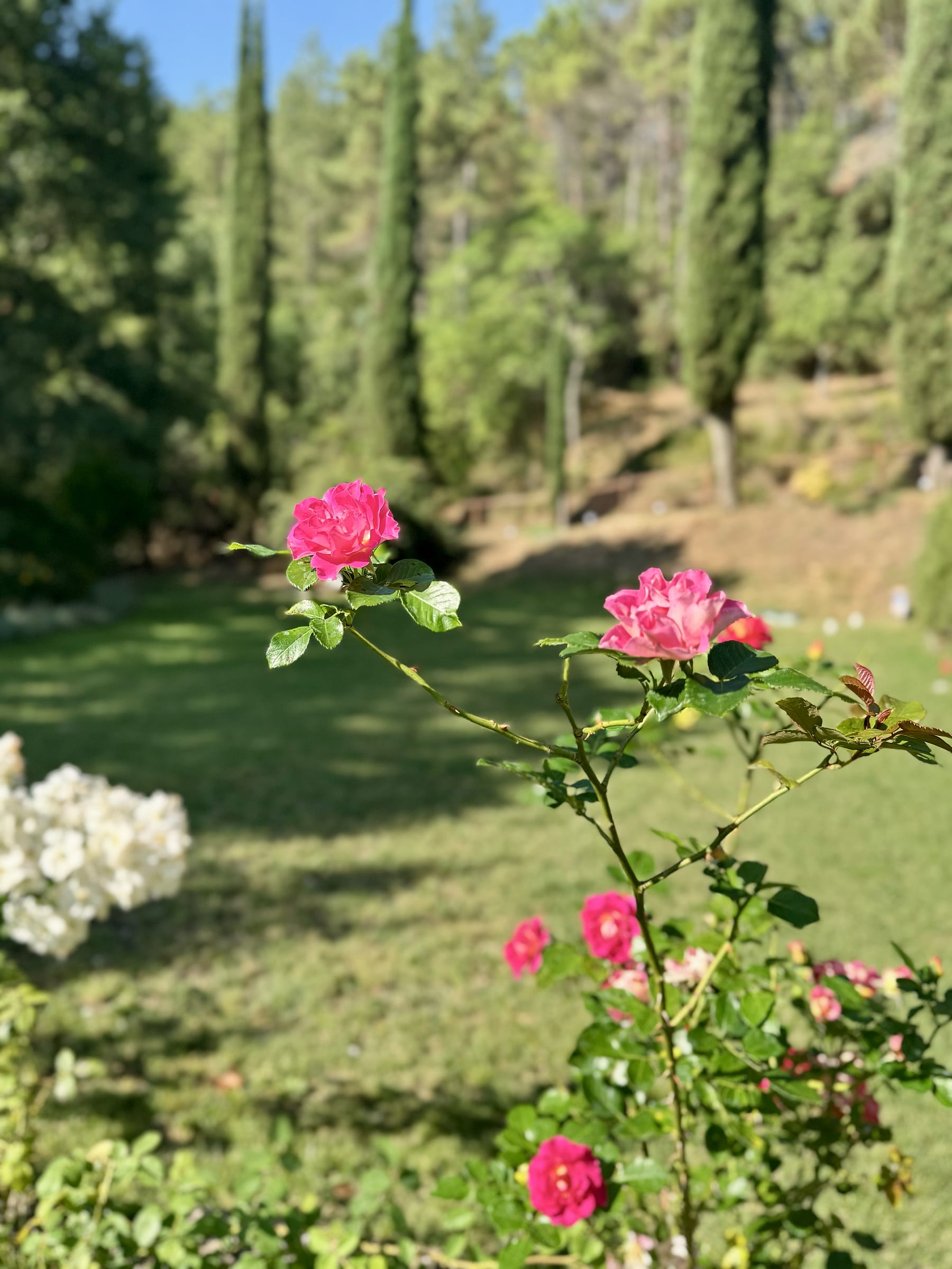 Pink roses flowering at the edge of a mown lawn with white flowers alongside, cypresses and woodland rising behind
