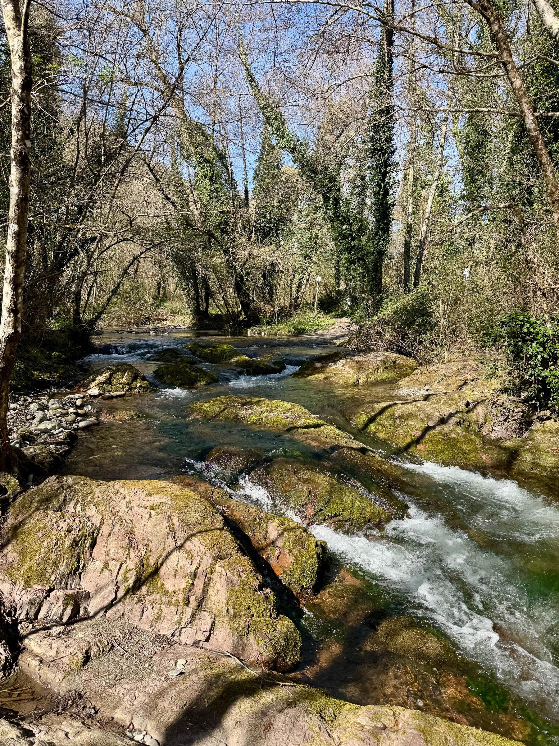 Stream running over moss-covered rocks through bare-branched winter woodland